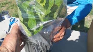 Packing A Fig Tree For Shipping