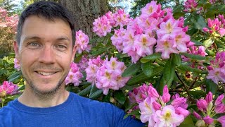 Rhododendron Garden Tour 2023 | Flowers are Blooming at Kincaid's Nursery