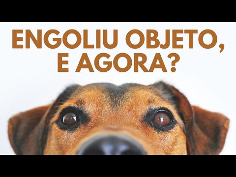 Vídeo: Se seu cão engole algo afiado