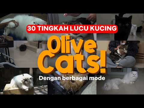 30 TINGKAH LUCU KUCING OLIVE CATS #cat #kucinglucu