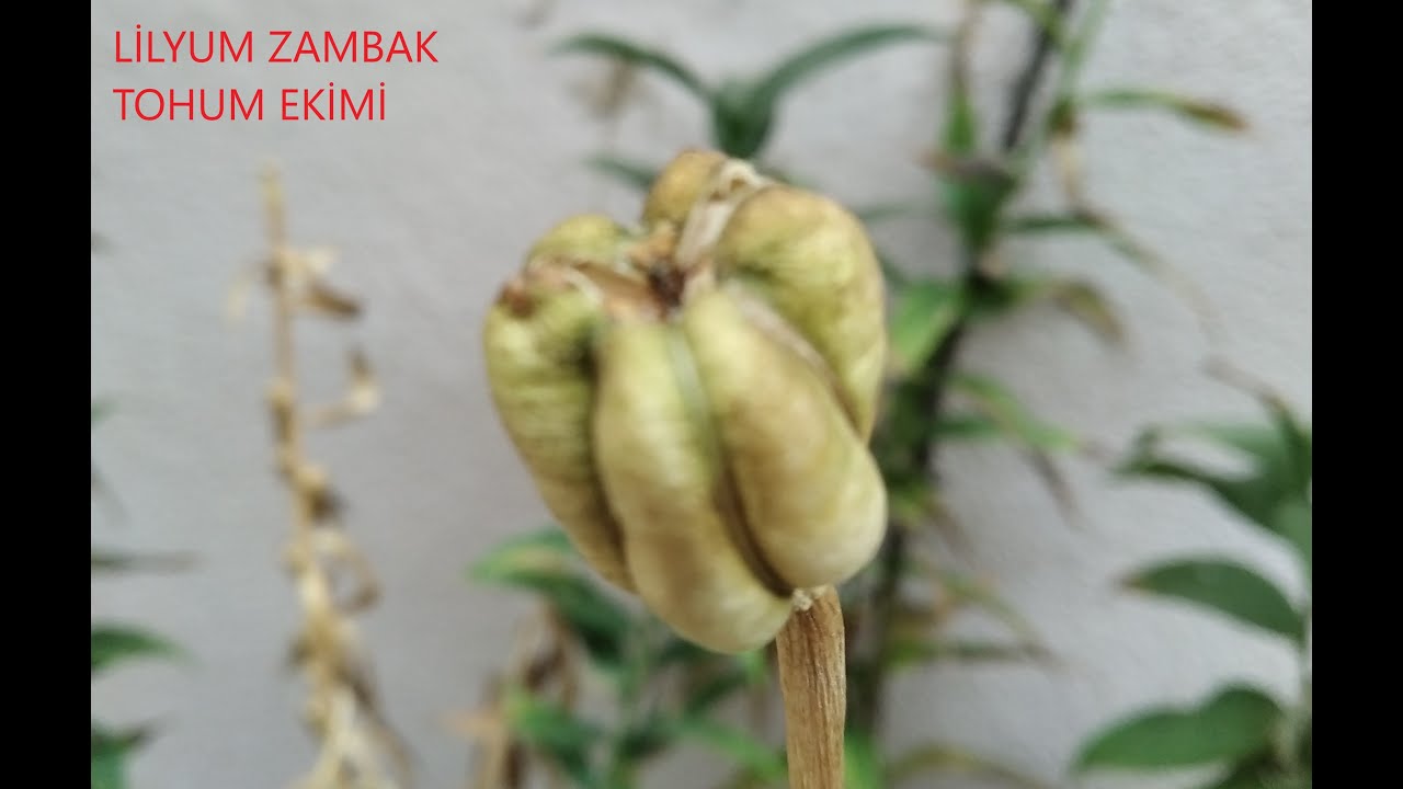 LİLYUM (LİLİUM) ZAMBAK  TOHUMLARIMIZIN TOPRAĞA EKİMİ NASIL YAPILIR ?
