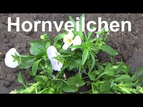 Video: Wie pflege ich Veilchen zu Hause? Ein paar Tipps für Blumenzüchter