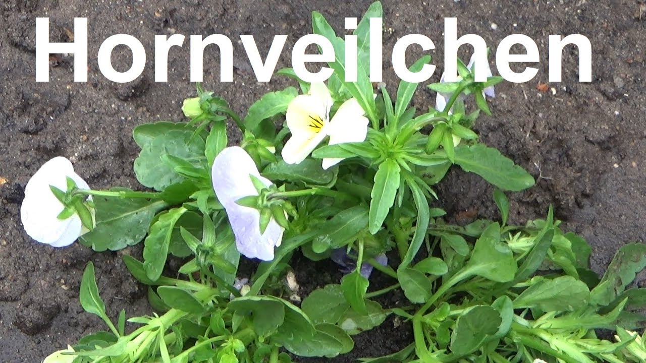 Hornveilchen pflegen pflanzen vermehren gießen Standort Winterhart