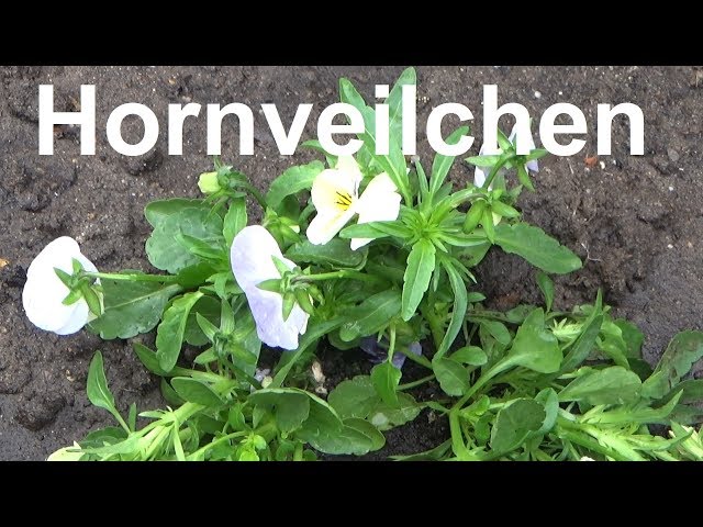 Horned violets care plant propagation watering location hardy overwintering  Viola cornuta - YouTube