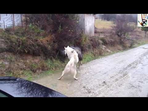 Caucasian shepherd Vs Siberian Laika