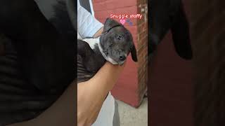 Gloria The Snuggle Staffy