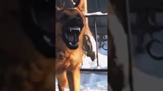 Baby Dogs Cute And Funny Dog Videosfunny Puppy