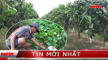 ⚡ Phóng sự | Hợp tác xã lâm nợ, nông dân trồng xoài “điêu đứng”