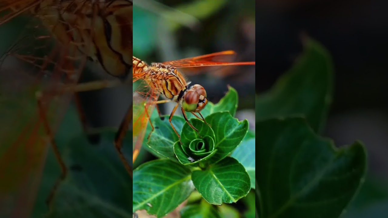 Dragonfly😍 