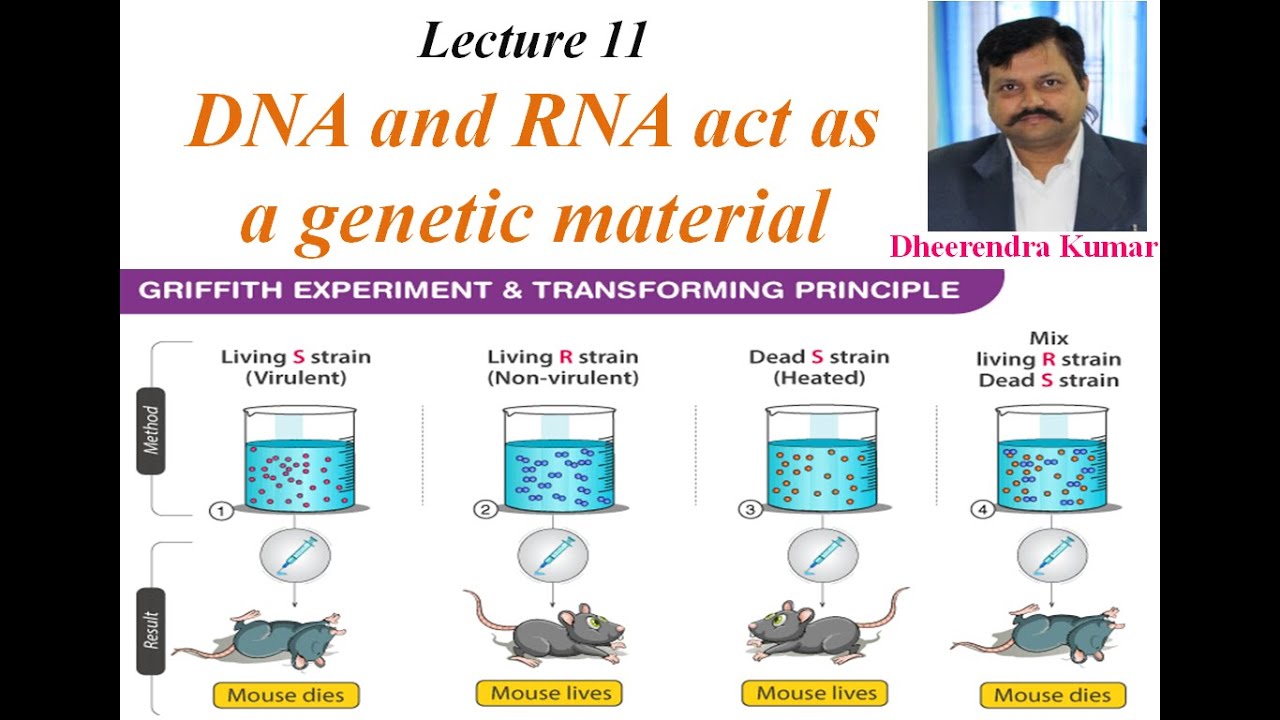 Genetic and Molecular Biology- DNA and RNA act as genetic material ...