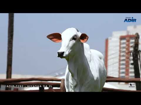 ADIR 7292 - HIYASHA DA 2L - LOTE 01