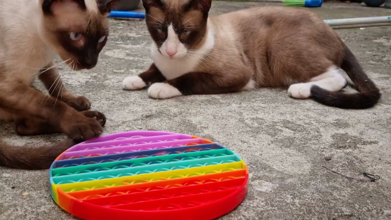 【SOFT THUMBNAIL】 Poka, Siamese Cute Siamese Cats Play with Pop It! 😻 Hilarious Fidget Toy