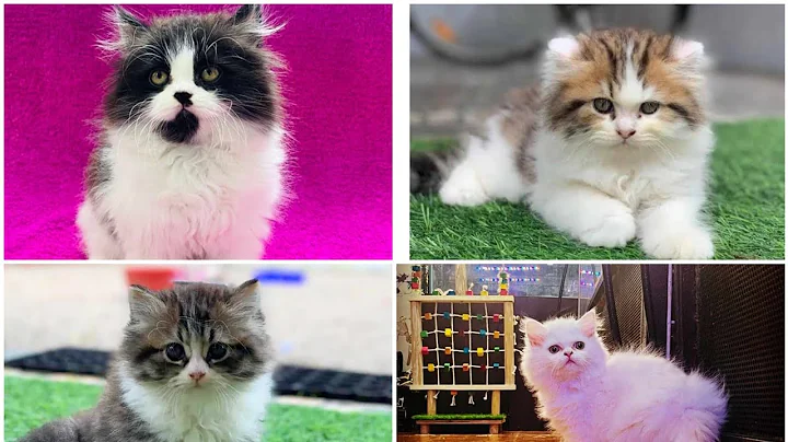 Video 444321: persian kitten long hair, persian cat kitten, doll face persian cat, quality persian kittens, cutecats cattery