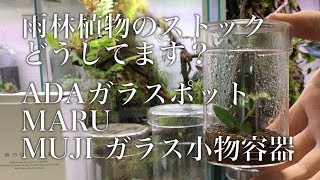 【パルダリウム用品➀】「雨林植物のストックどうしてます？」ADAガラスポット MARU / MUJI ガラス小物容器（大・中・小）#002