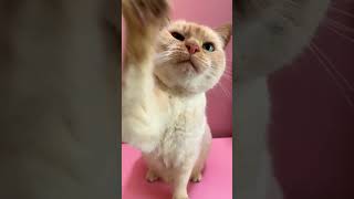 Flame Point Siamese Cat 😻 Video compilation ✨🐈 #shorts