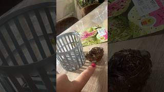 Germinando bulbo caladium #bulbocaladium #bulbo #germinandobulbo #plantas #plantitos #plantasencasa