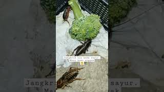 INI MAKANAN FAVORIT JANGKRIK | AUTO CEPET GEDE #shorts #subscribe #jangkrik #petzone