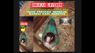 Burung lovebird, mengeramnya brapa lama ya ??