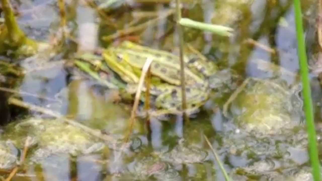 PAARTIJD GROENE KIKKER