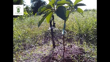 Tưới 1.5ha Bơ tại Đồng Nai với béc BS5000 - 0906 554 016 - 0938 8686 17 - www.BONSAIMIENNAM.com