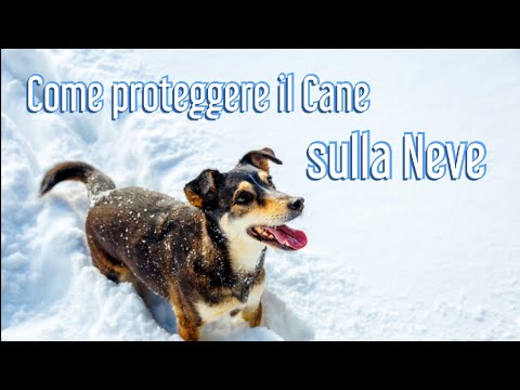 Video: Prevenire le palle di neve e le palle di ghiaccio nei cuscinetti del cane