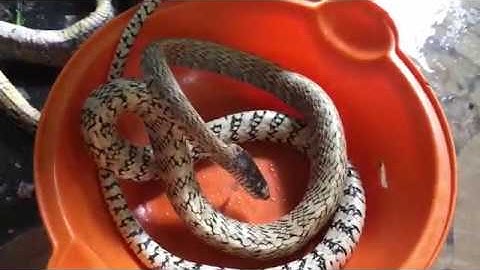 Giới Thiệu Với Ae Món Rắn Xào Sả Ớt Cực Ngon