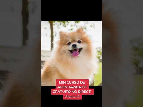 Vídeo: Cão com síndrome de 