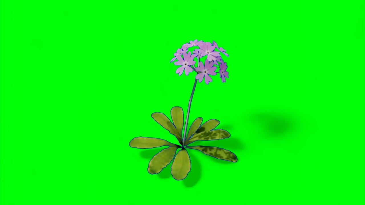 Pink flower animation green screen no copyright | Flower green screen animation