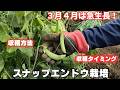 【スナップエンドウ】3月4月の生長と管理|収穫方法|収穫タイミング 2026/3/7 3/15 4/4 4/15 4/24