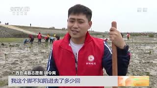 [中国三农报道]我国第44个植树节 广西北海：种下幼苗 守护红树林|农业致富经 Agriculture And Farming