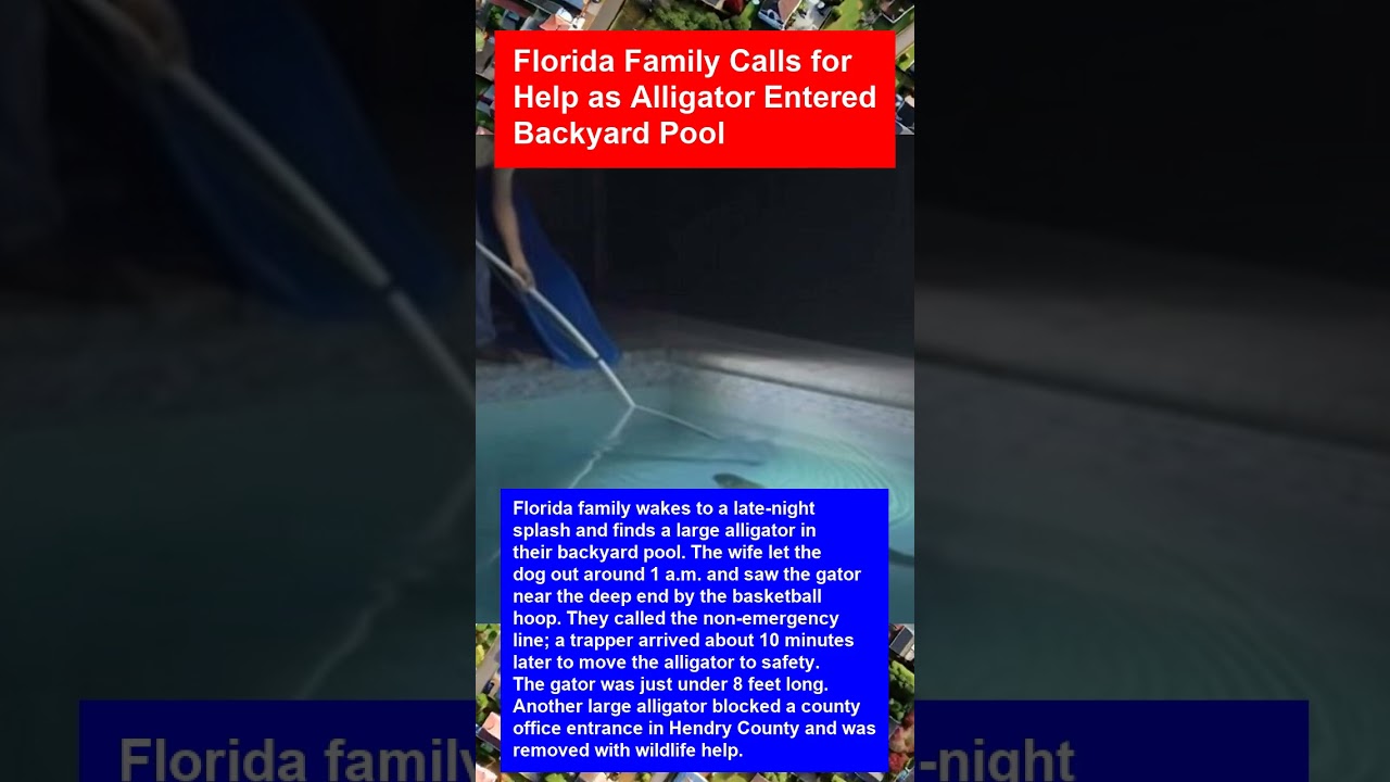Florida Family Calls for Help as Alligator Entered Backyard Pool