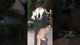 Lonely cat finally meet their partner while climbing tree.