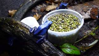 azureus eatng bean beatles