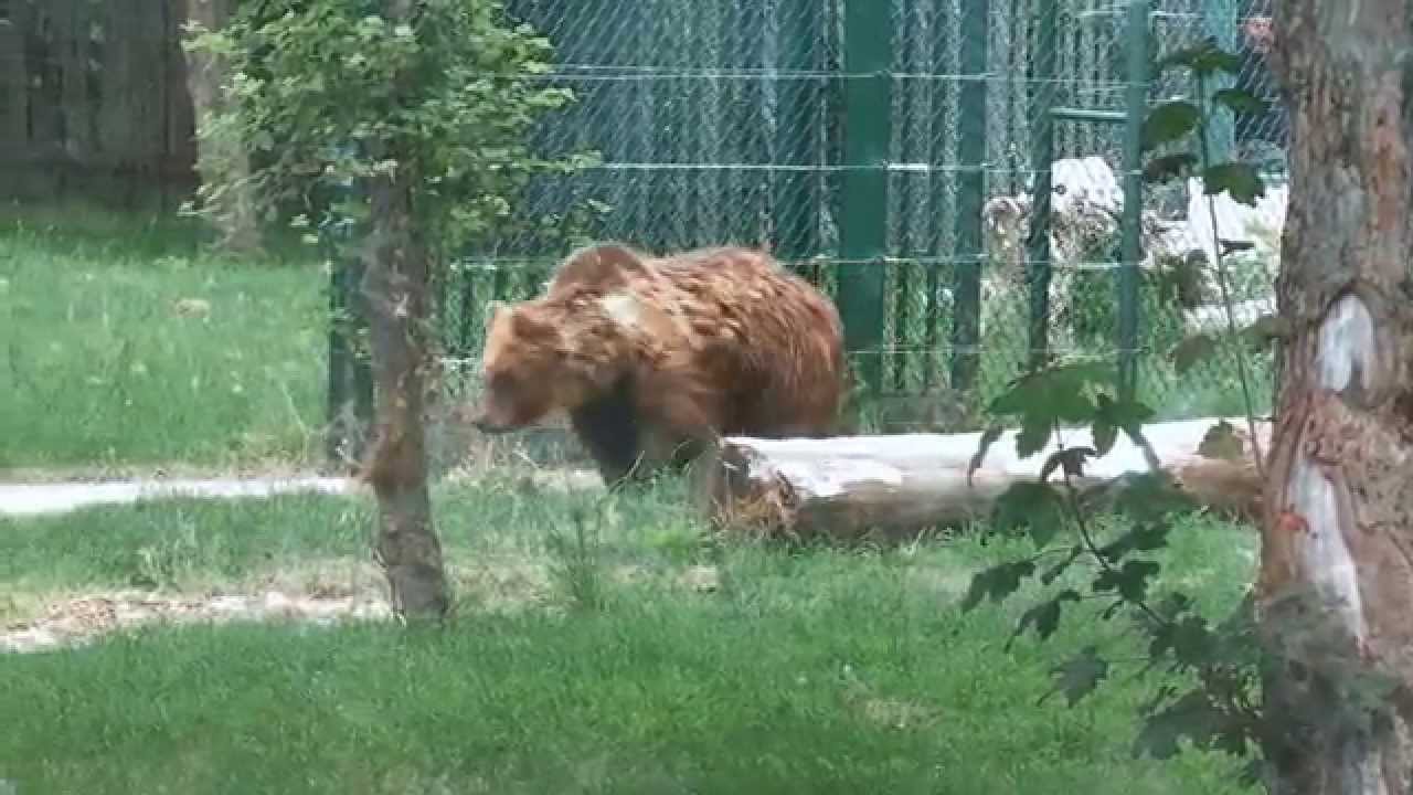 THE LAST BEAR