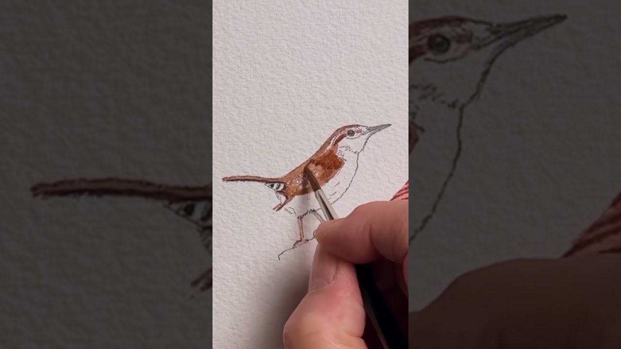 Watercolor Birds Tutorial Carolina Wren 