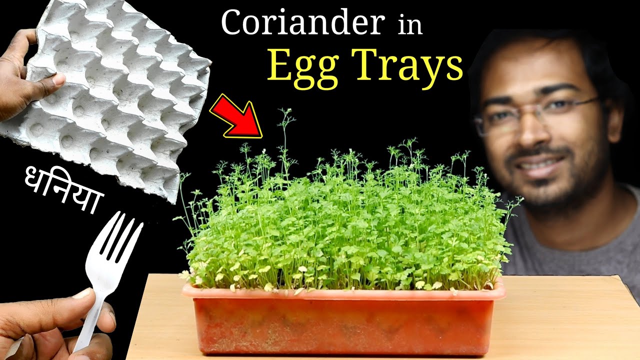 Recycle Paper Egg Trays to Easily grow Coriander at home | Cilantro ...