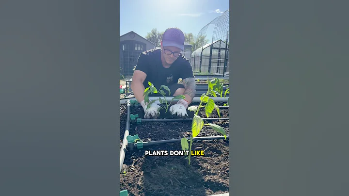 5 Beginner Gardening Mistakes To Avoid! thumbnail