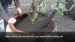 How to plant a large tree in a container