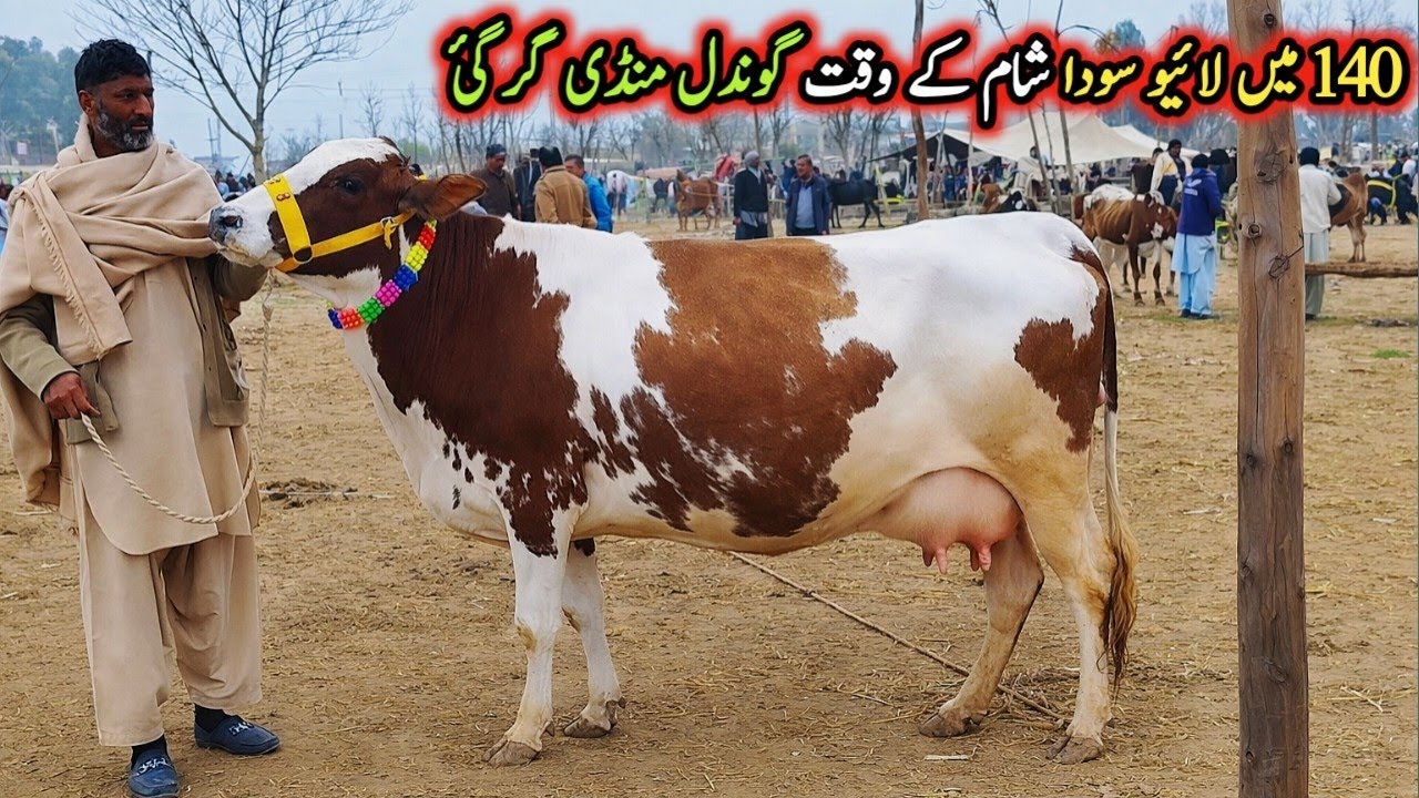 Today Gondal Mandi latest update 09Feb 2026!Evening time Fresh Rate on Gondal Mandi!#cow#farming
