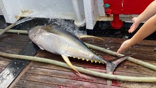 鮪延繩釣生死鬥船舷太高旗魚上不來