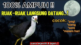100% AMPUH‼️ Suara Pikat Burung Ruak-Ruak Paling Dicari, Langsung Berdatangan