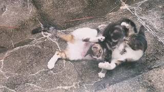 Baby Kitten Is Punished After Playing With Mommys Tail Cute
