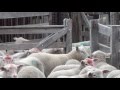 Producción de ovinos