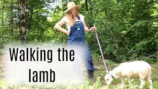 We take our lamb on walks #offgrid #homestead