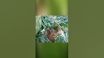 Птицы шьют гнездо из листьев. Что за птица?