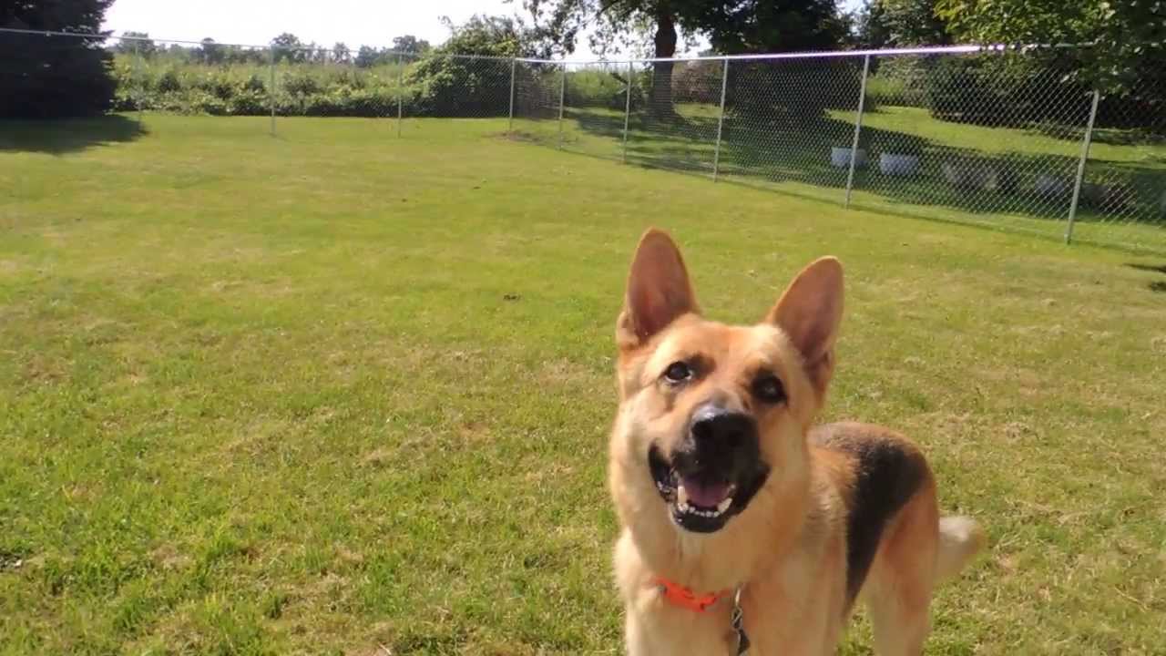 german shepherd frisbee