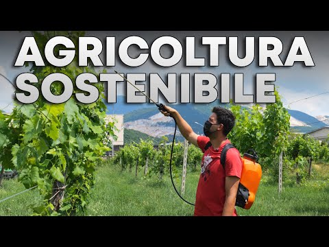Video: Agricoltura Di Permacultura Nella Terra Del Sol A Oaxaca, In Messico - Rete Matador