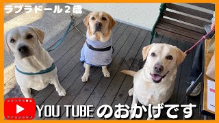 【ラブラドールレトリーバー】YouTubeのおかげで最後の兄妹に会えました by ルパンのしっぽ 766 views 5 months ago 4 minutes, 46 seconds