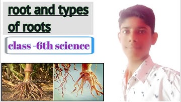 Root And Types Of Root | Getting To Know Plants | Class 6th Science Chapter 7 | learning lessons