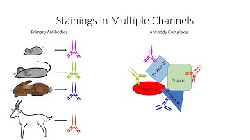 2.5 Immunostaining & Chemical Dyes - Principles and techniques